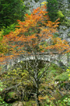 Bicaz Gorge