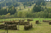 Orata