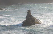 Mendocino Coast