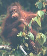 Orangutan (C) Bill Yeaton