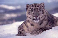 snow leopards